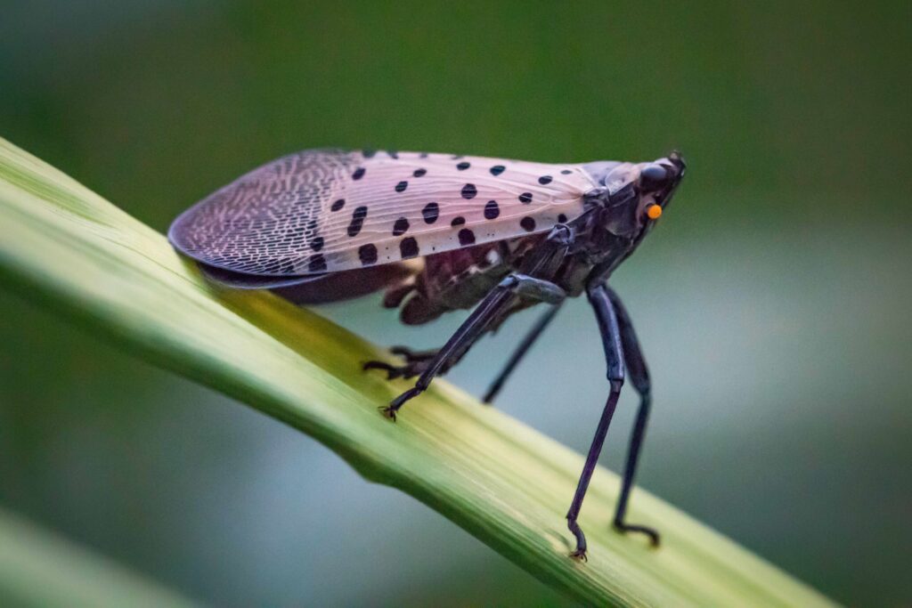 OMRI-listed Golden Pest Spray Oil receives EPA approval 