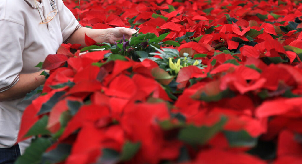 Bankers and biocontrols in the greenhouse
