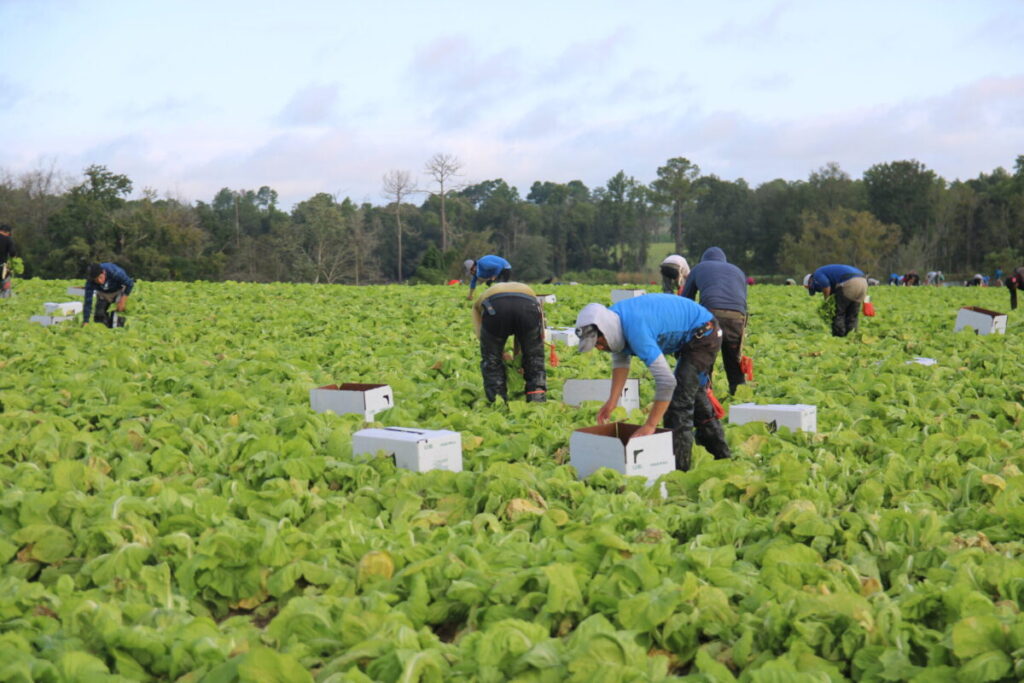 Farmworkers harvesting lettuce in a field.