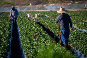 Farmworkers harvesting strawberries in a field on a sunny day.