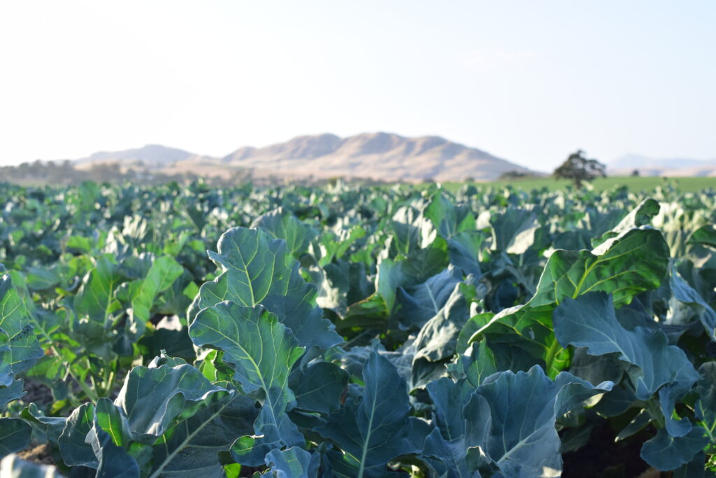 Organic farm profits, biodiversity affected by neighbors