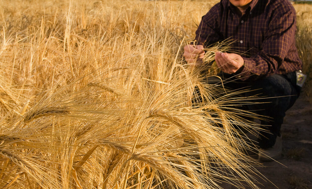 grain generic photo