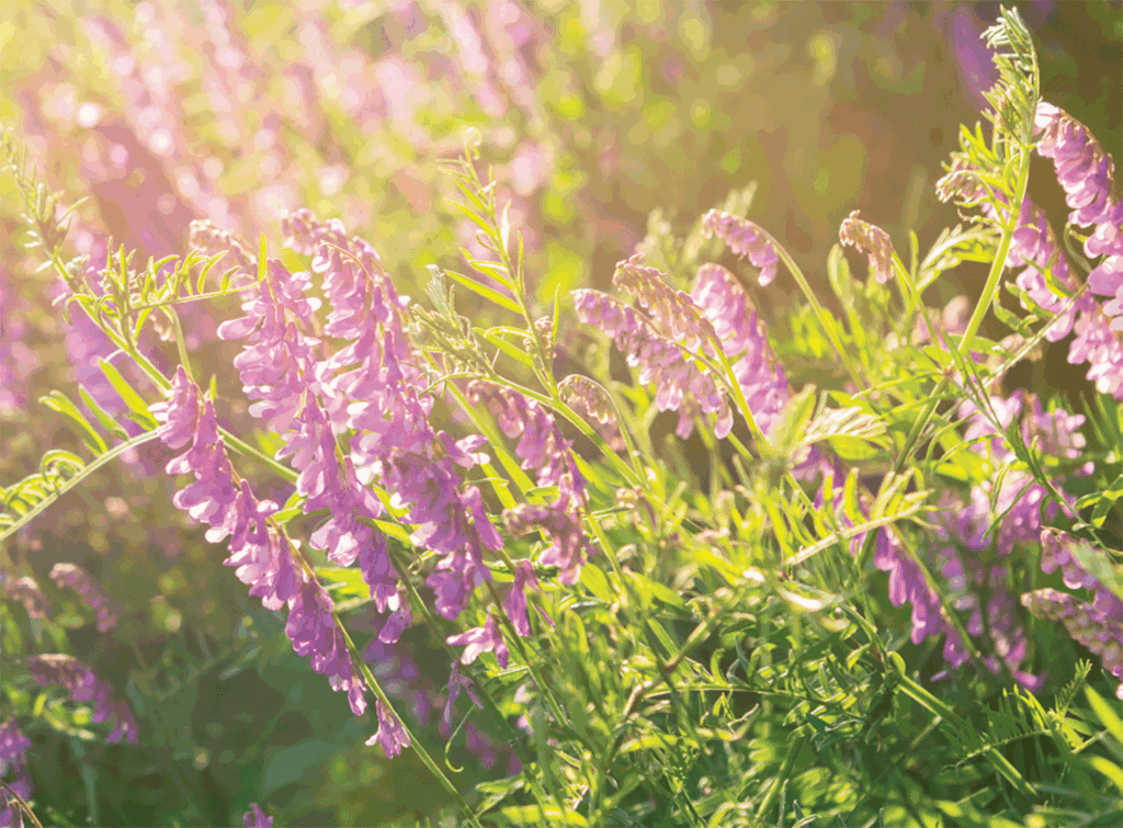 hairy vetch