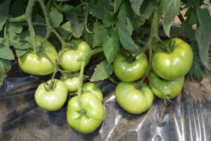 Aid announcement leaves specialty crop growers calling for more help