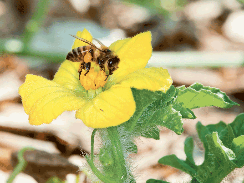 Pesticides can affect generations of bees, study finds