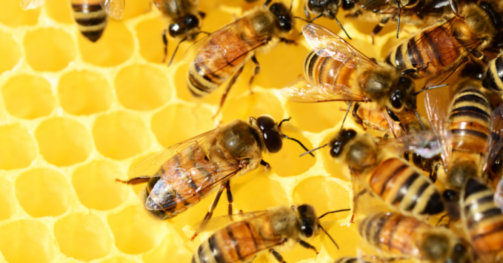 USDA develops honeybee antiviral treatment