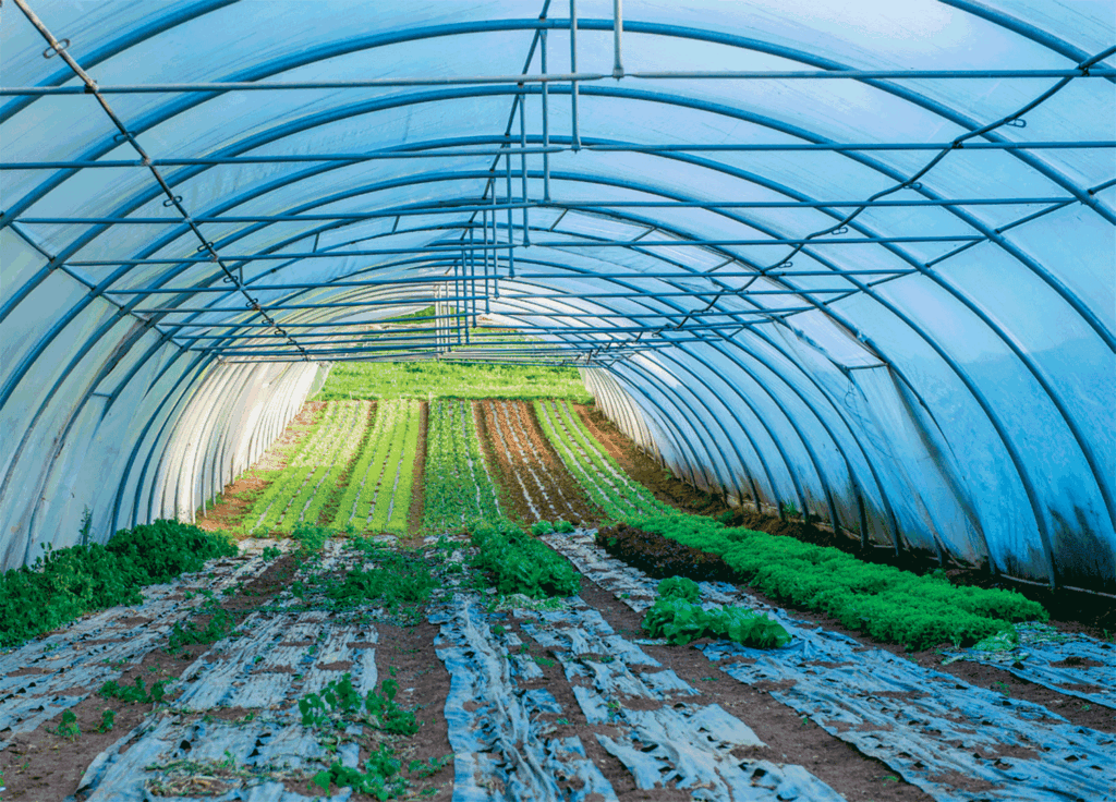 hoop house