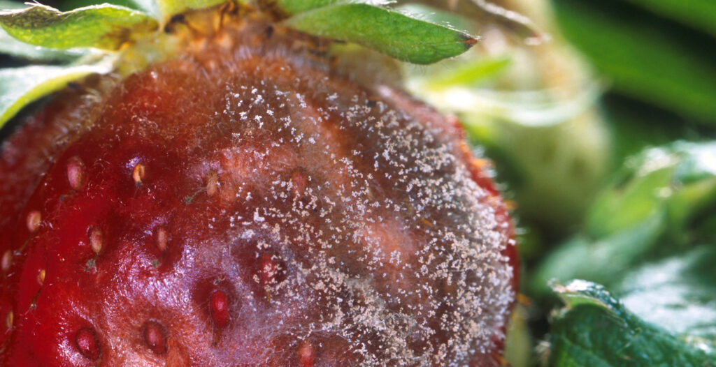 Southeast’s organic berry growers deal with diseases