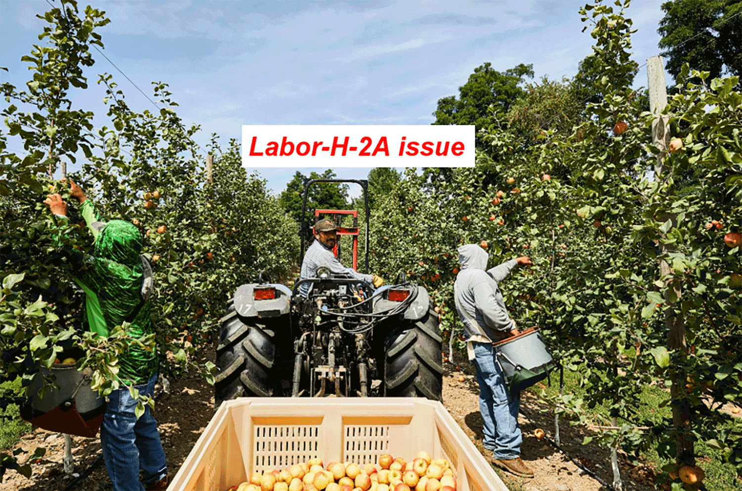 labor AEWR Adverse Effect Wage Rate H-2A H2A farm worker farmworker harvesting