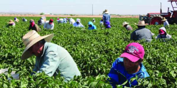 Farmworkers harvesting vegetables in a field.