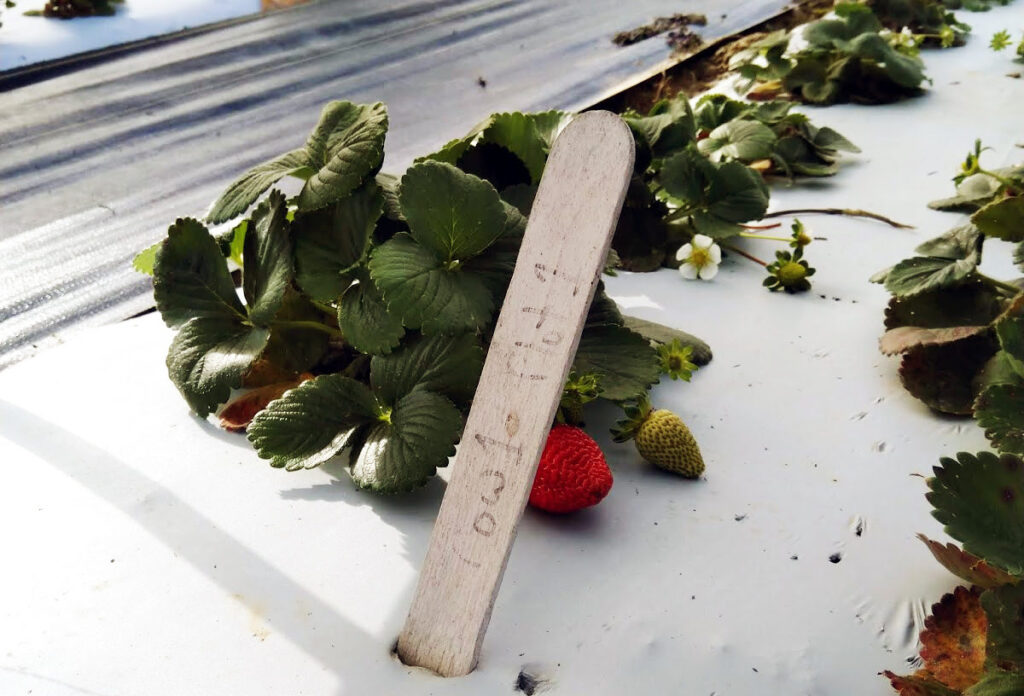 Researchers gauge organic, midwestern growers’ interest in day-neutral strawberries