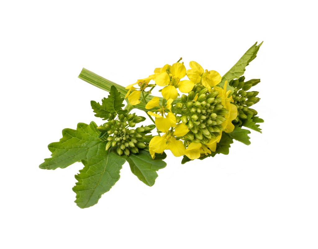 OMRI certifies TerraSante fertilizer for organic use