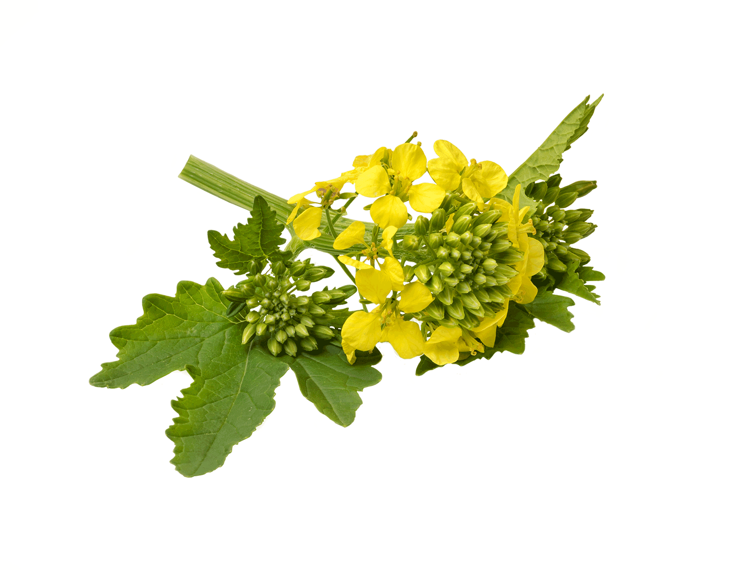 mustard-plant-Must-Grow