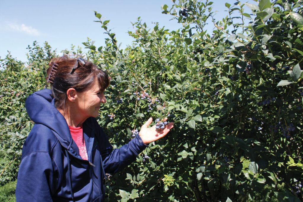 Berry boom: Washington organic grower shifts focus to blueberries