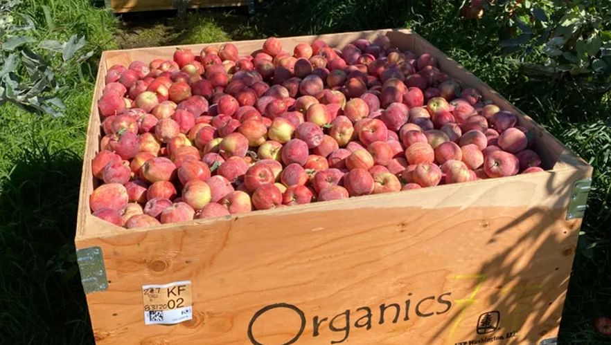Organic certification draws grower interest as margins tighten, import pressure mounts