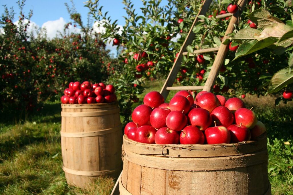 Manzana expands organic applesauce capacity in Washington