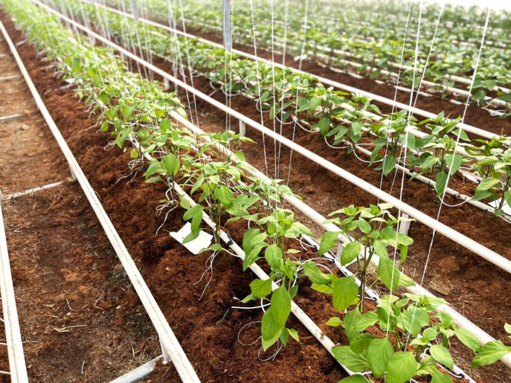 Wholesum adding in-house organic seed production capability