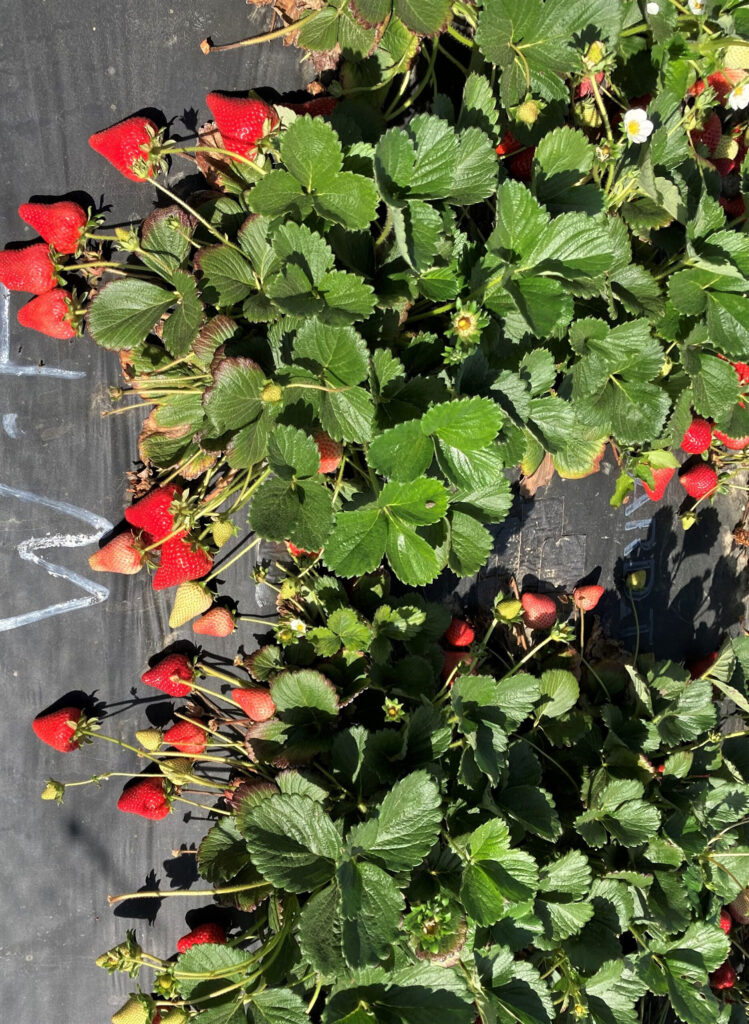 Soil treatment helps organic strawberry growers