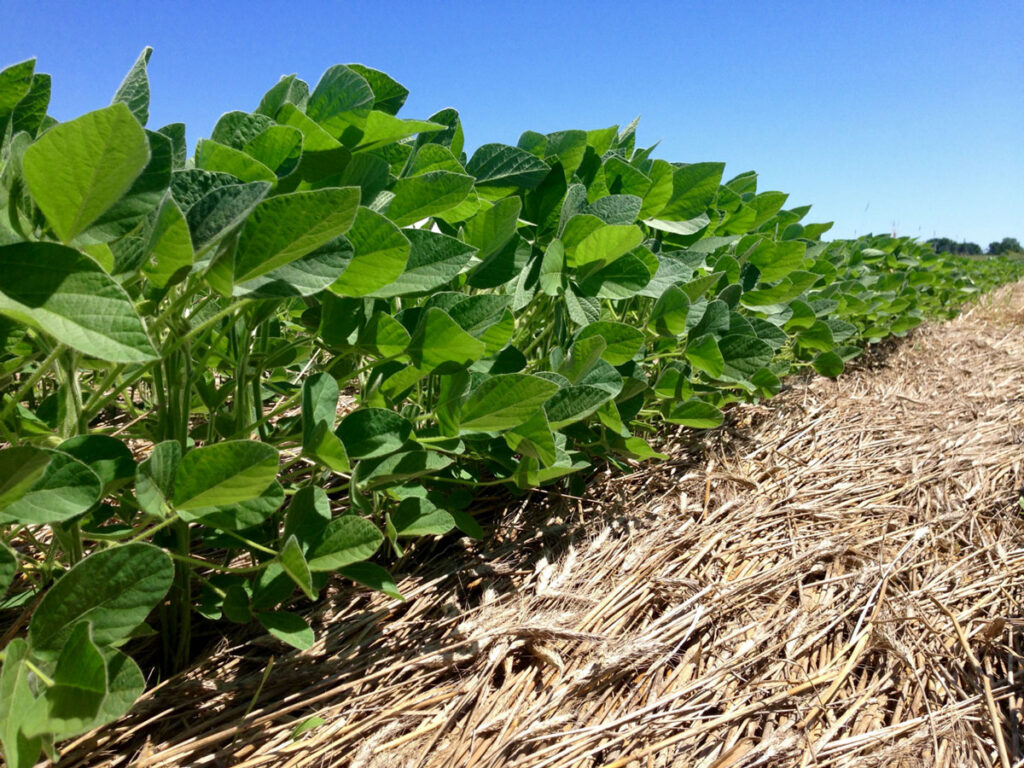 Cornell faculty receive $1.4 million to study organic farming