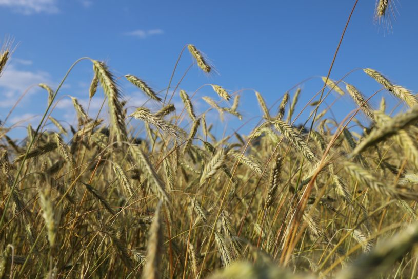 Report projects continued growth in organic fertilizers market