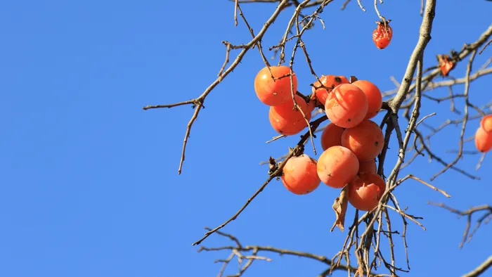 Uneven fall organic fruit supply across California expected