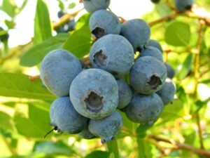 blueberries