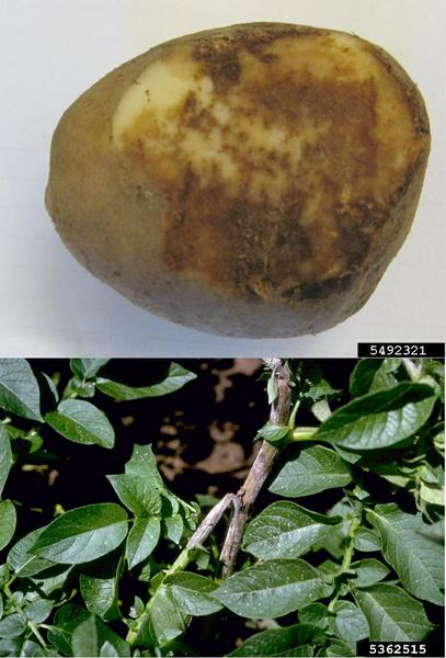 Late blight discovered in Ontario potatoes