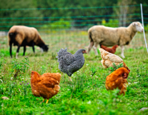 Ducks Unlimited, Regenified partner to scale regenerative farming