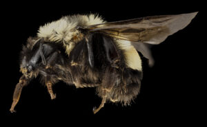 Rusty patched bumble bee