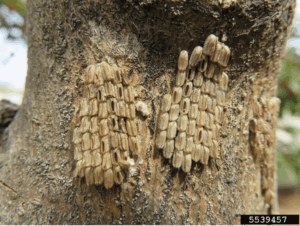 Spotted Lanternfly egg mass. Photo by Kenneth Law, USDA APHIS PPQ, Bugwood.org.