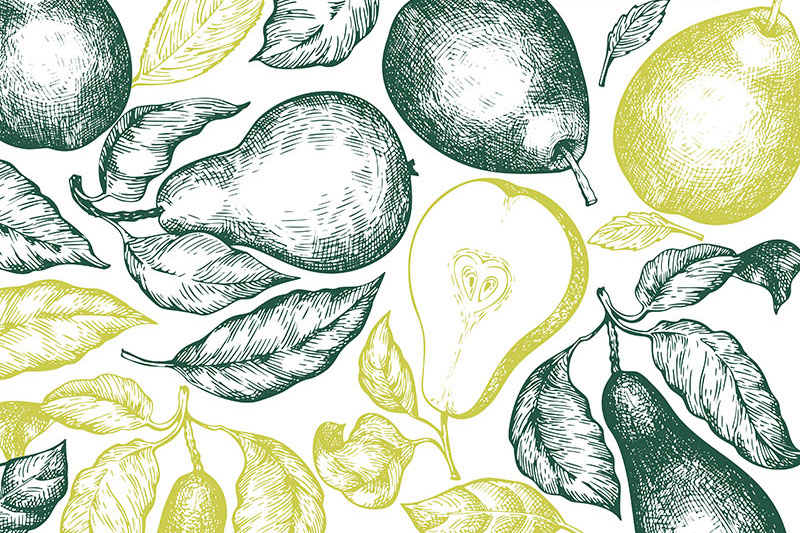 MOSES Organic Farming Conference highlights pear production