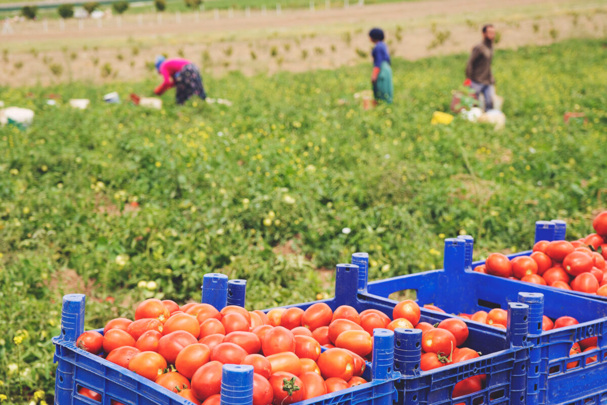 Picked tomatoes in crates in the field.