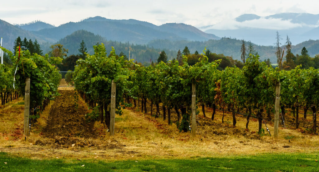 Troon Vineyard