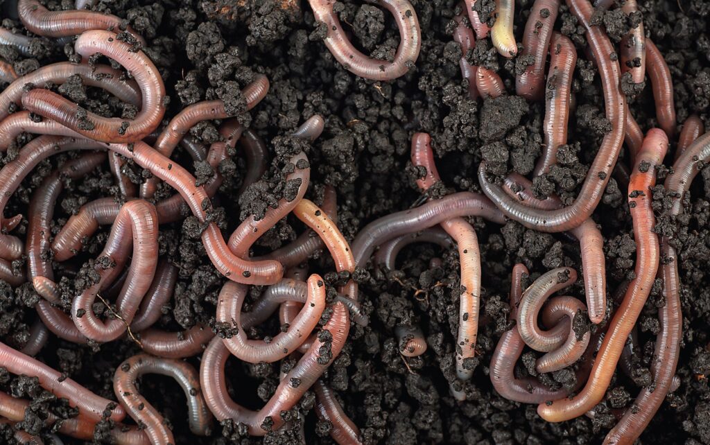 For Arizona worm farmer Zach Brooks, business is booming and competition is welcome