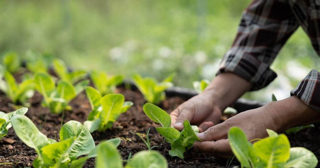 Proposed bill aims to speed organic certification for new producers