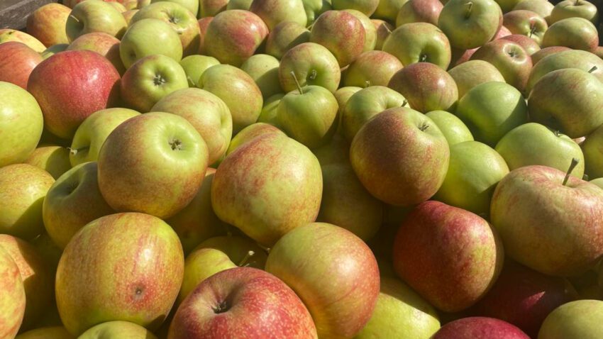 Michigan Apple Committee announces new chair, board appointments