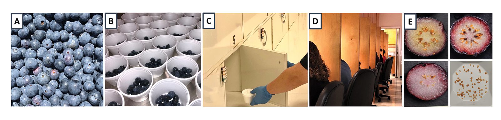Series of photos demonstrating stages of blueberry research.