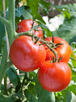 CCOF Foundation expands support for farmers transitioning to organic