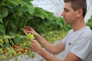 Biobest launches new packaging for Aphidoletes aphidimyza delivery