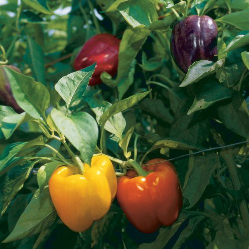 AI harvesting tool launched for CEA pepper growers