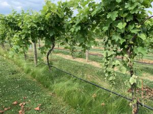 Penn State: vineyard groundcover influences soil microbiome, lessens weed pressure
