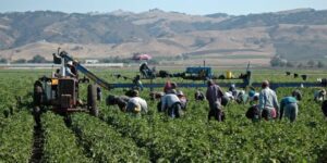 Federal court upholds enforcement of new AEWR wage rule