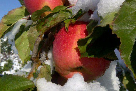 Snow on Pink Lady