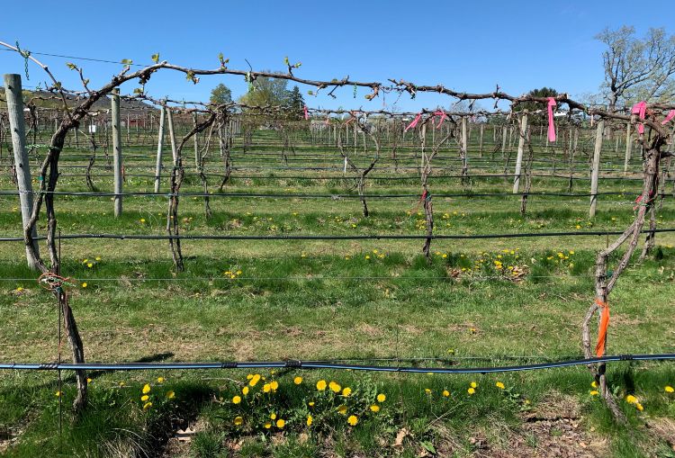 MSU experts highlight cover crop strategies for regenerative orchards and vineyards