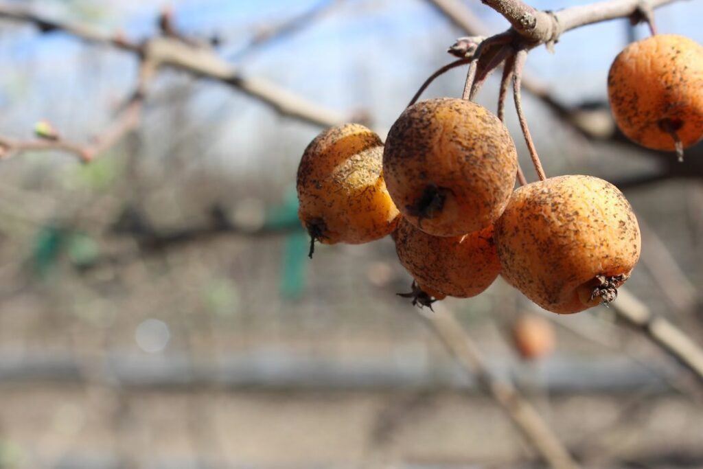 California cherry growers face heavy crop losses after storms