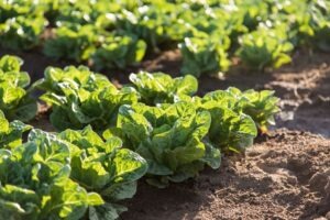 Wilbur-Ellis: Healthy soils, better timing key to organic nitrogen management