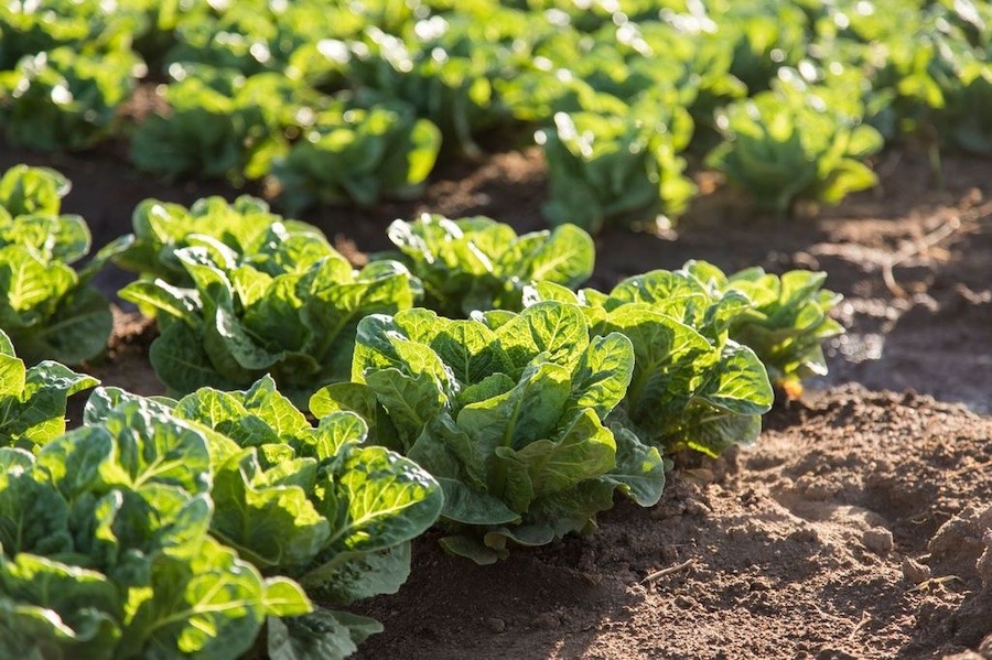 Wilbur-Ellis: Healthy soils, better timing key to organic nitrogen management