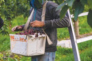 NCAE-led coalition files Supreme Court brief in H-2A labor case