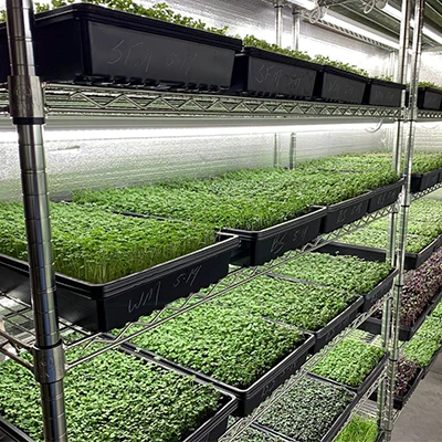 Las Vegas microgreens producer receives $50,000 USDA grant for expansion planning