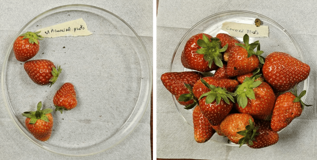 Plant Armor fabric increases strawberry yields in NC State tests